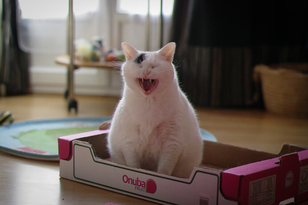 钢铁防线+精准制导，巴斯托尼风暴眼，多特蒙德逆袭终结利物浦神话